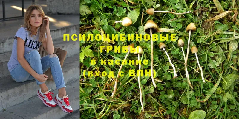 Псилоцибиновые грибы Psilocybine cubensis  мориарти официальный сайт  Енисейск 